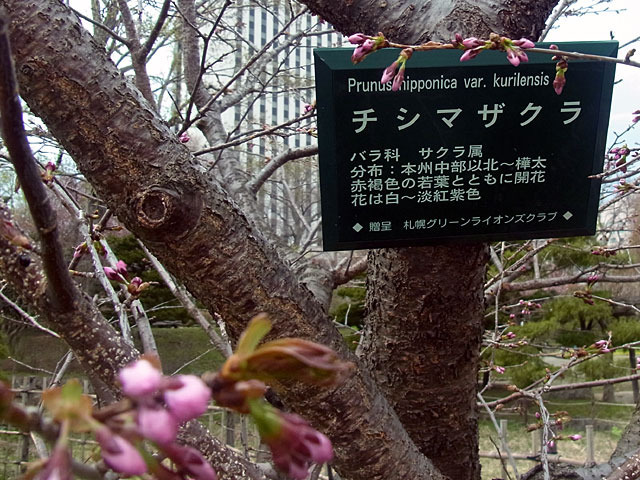 170430tisimazakura.jpg