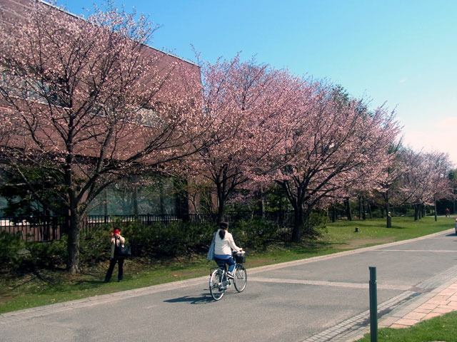 170501taisenura.jpg