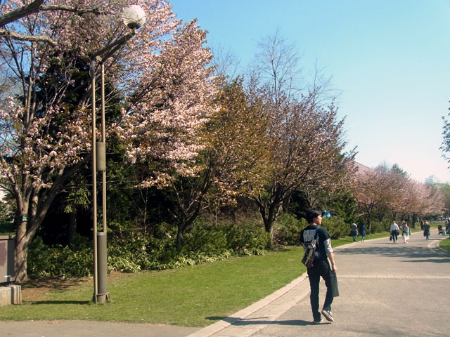 170504hazakura.jpg