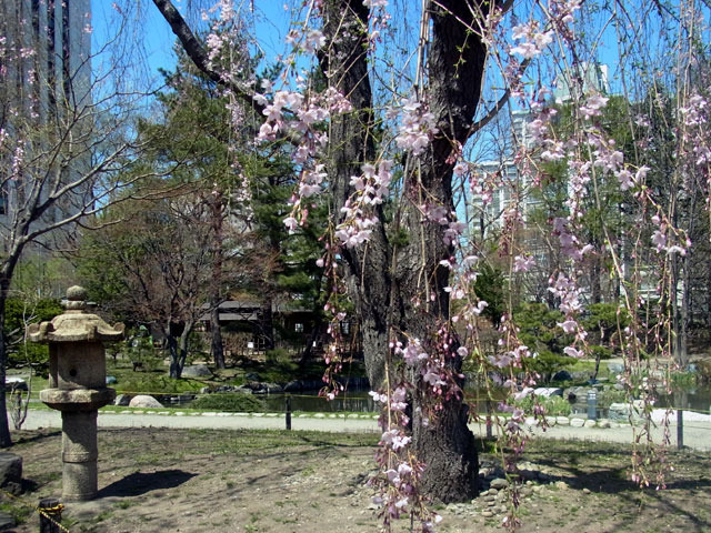 170504sidarezakura3.jpg