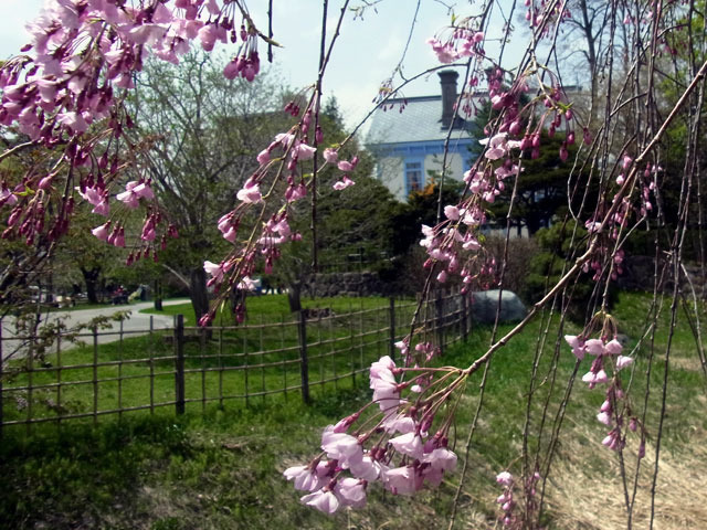 170507sidare4.jpg