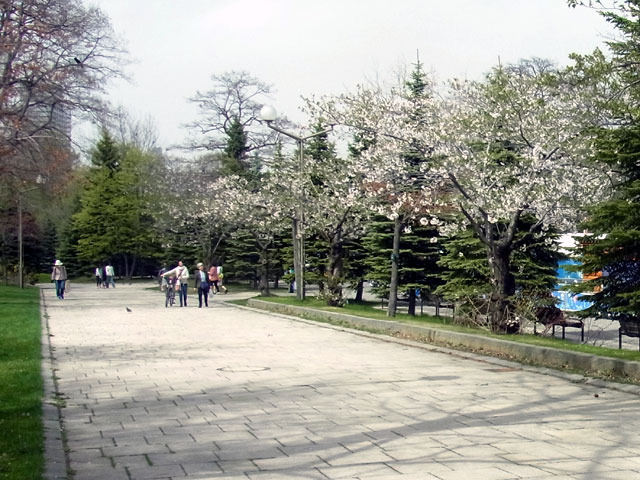 170507somei1.jpg