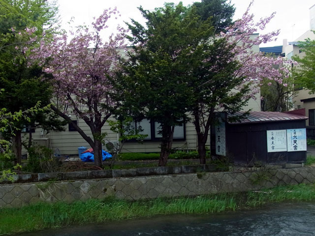 170516yaezakura1.jpg