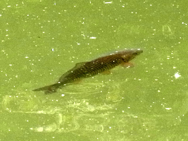 180605koi.jpg