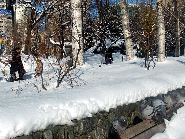 181215hato.jpg