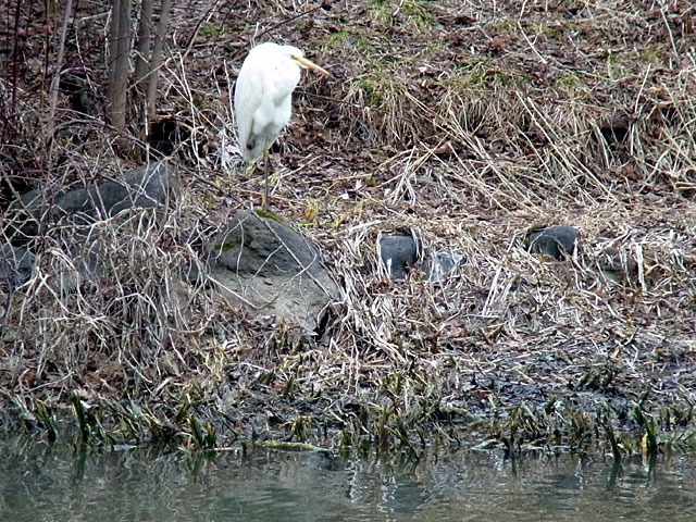 190407daisagi3.jpg
