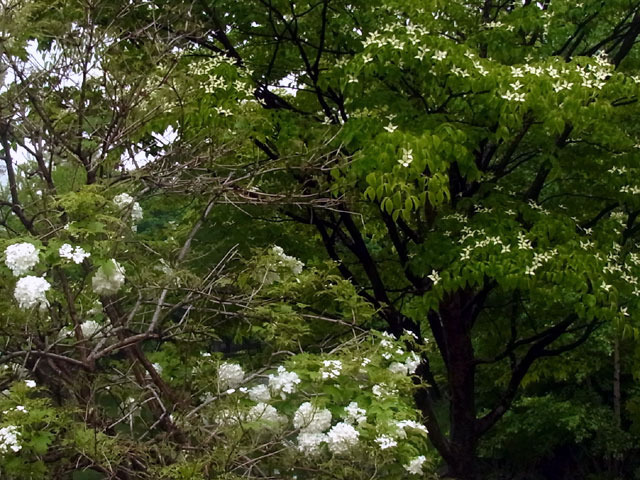 190605kodemari.jpg
