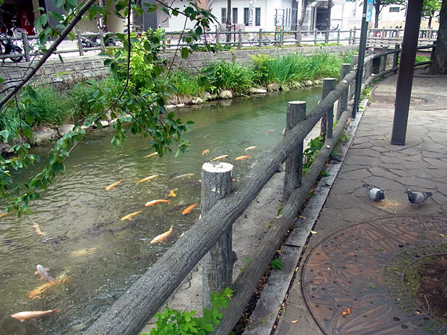 190714koi1.jpg