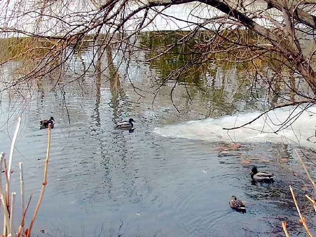 200329kamo2.jpg