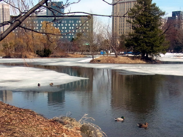 200329kamo3.jpg