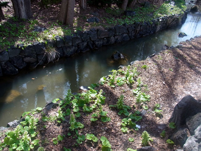200422fukinotou.jpg