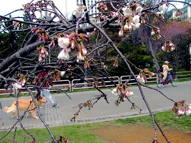 200427hanto.jpg