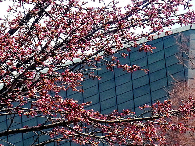 200428kitaraure.jpg