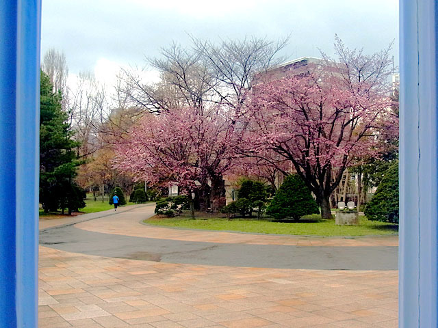 200429sakura1.jpg