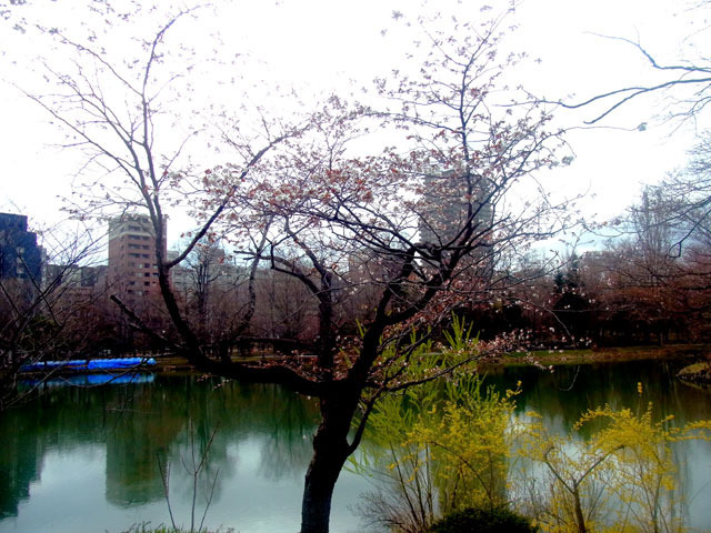 200429sakura2.jpg