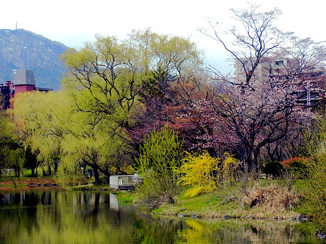200429sakura2b.jpg
