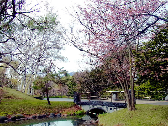 200429sakura3.jpg