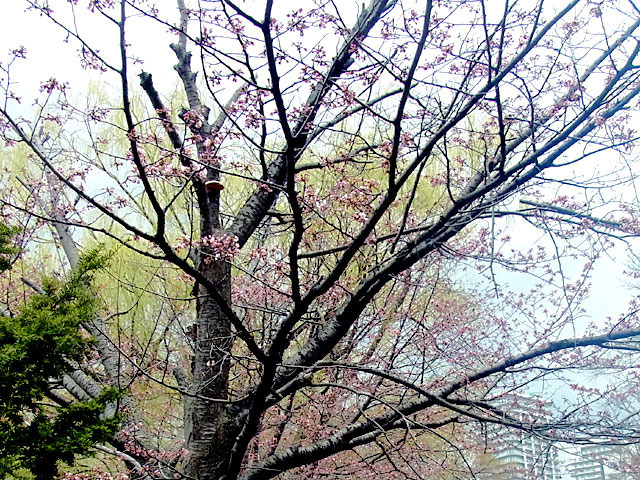 200429sakura4.jpg