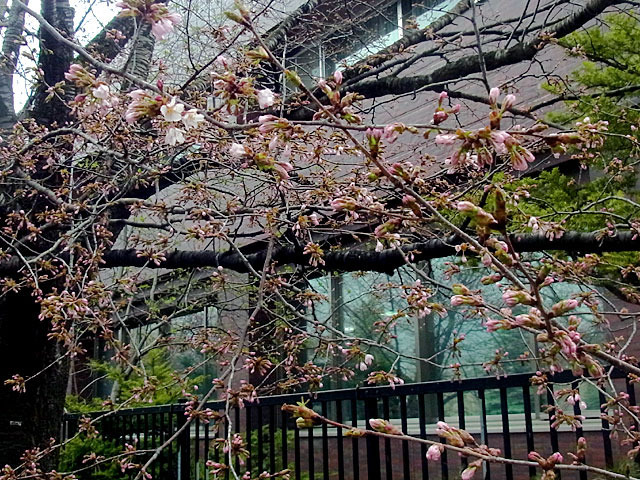 200429sakura5.jpg