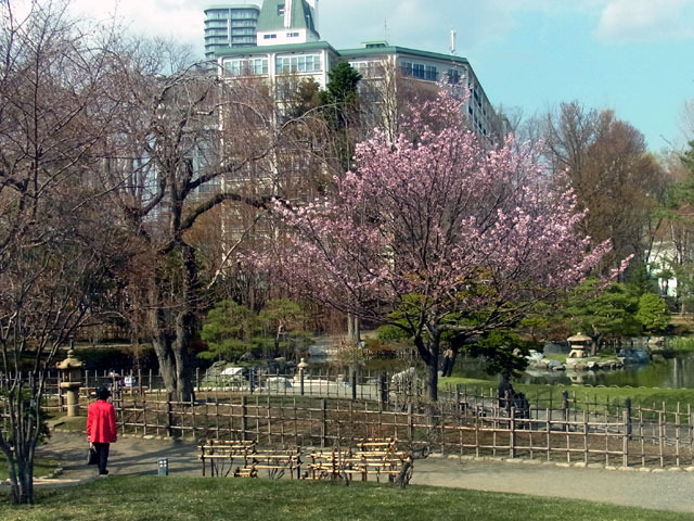 200430sakura2.jpg