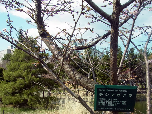 200430sakura3.jpg