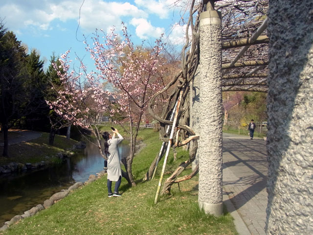 200430sakura4.jpg