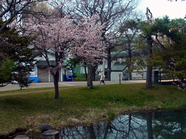 200430sakura5.jpg
