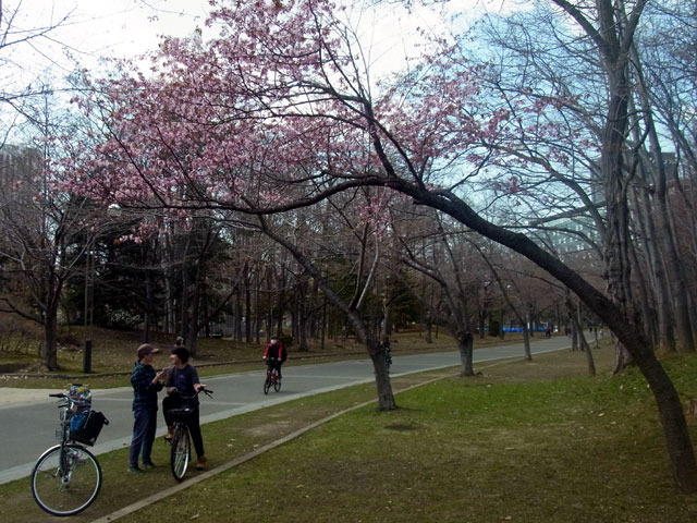 200430sakura7.jpg