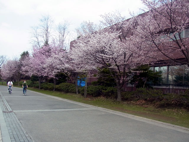 200501sakura1.jpg