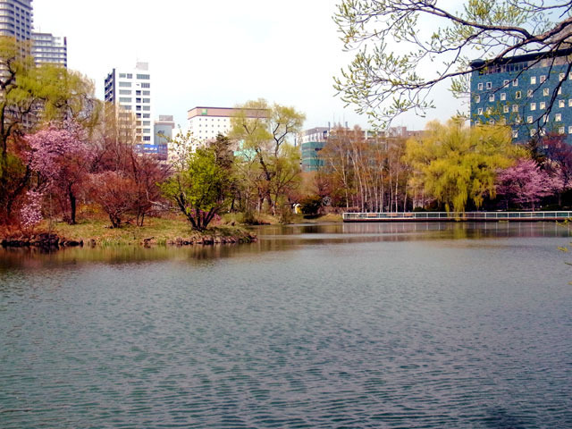 200501sakura4.jpg