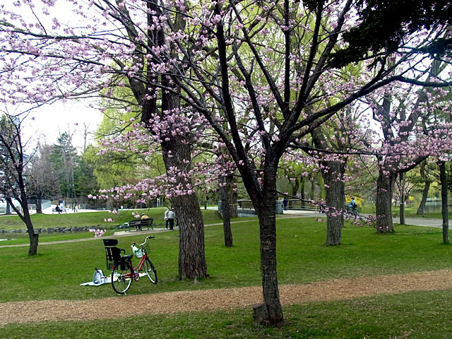 200501sakura6.jpg