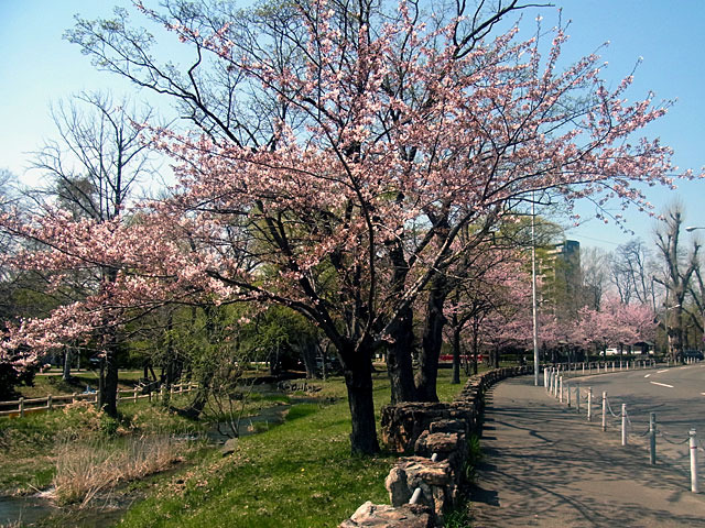 200502sakura2.jpg