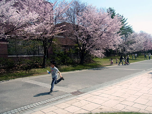 200502sakura3.jpg