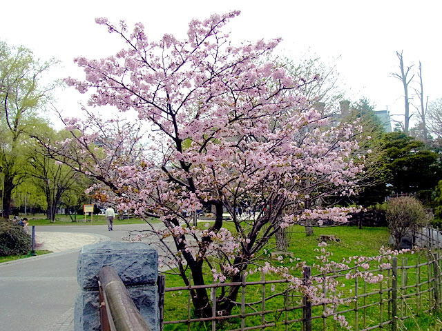 200503sakura3.jpg