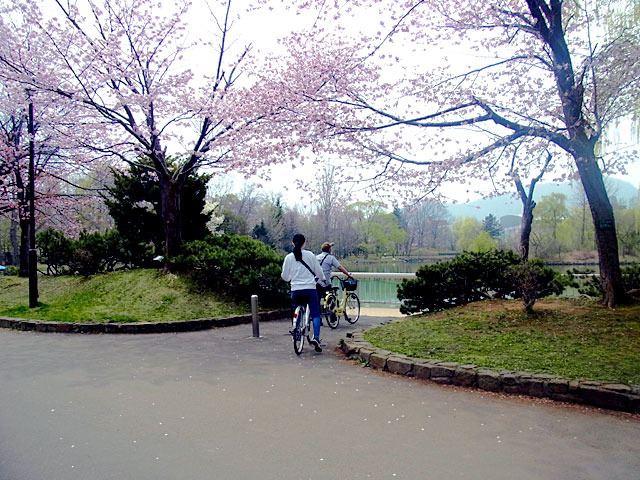 200503sakura5.jpg