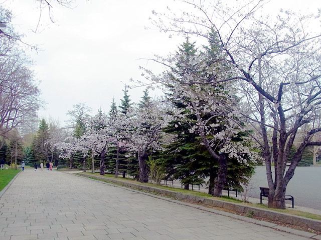 200504sakura1.jpg