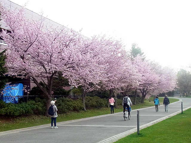 200504sakura2.jpg