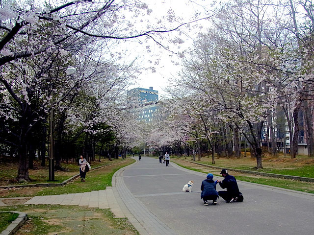 200504sakura4.jpg