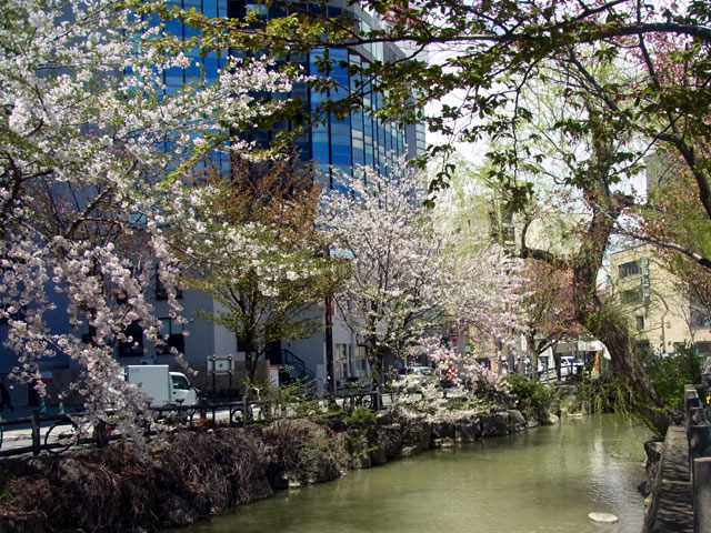 200505sakura5.jpg
