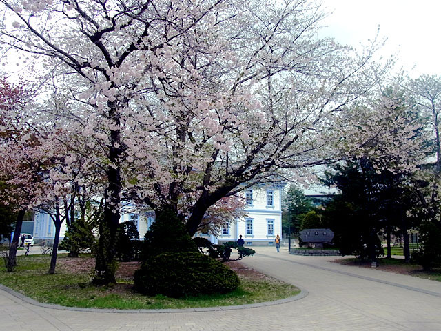 200506sakura1.jpg
