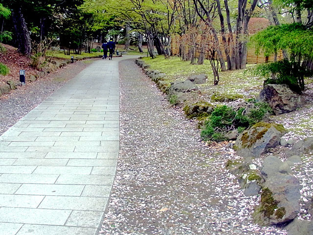 200506sakura2.jpg