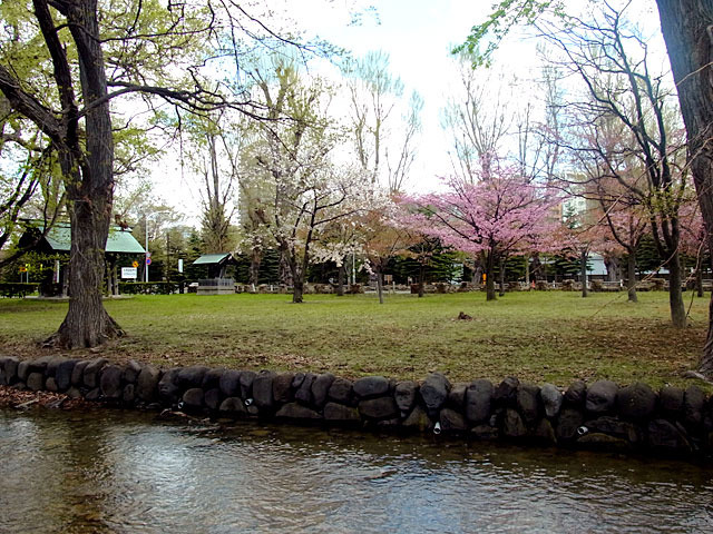 200507sakura6.jpg