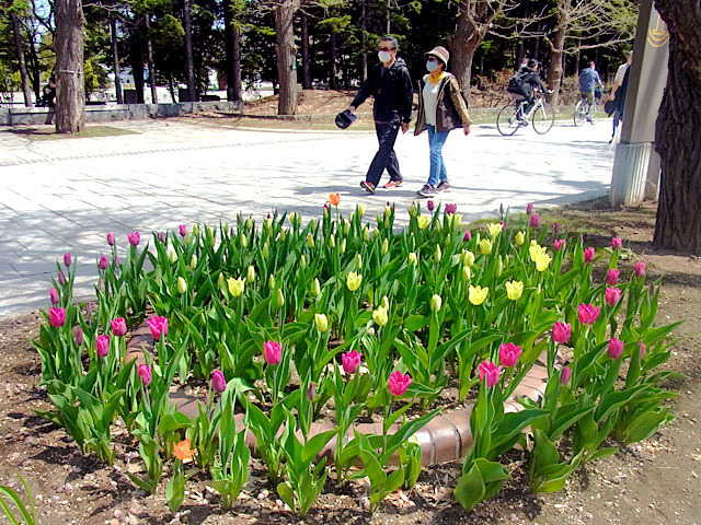 200508hana1.jpg