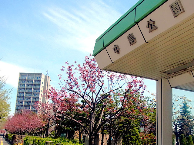 200508sakura1.jpg