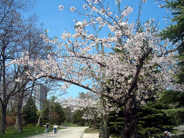 200508sakura3.jpg