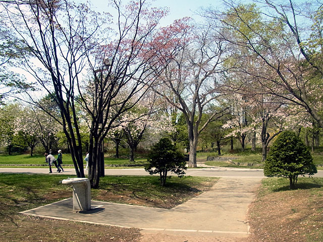 200508sakura4.jpg