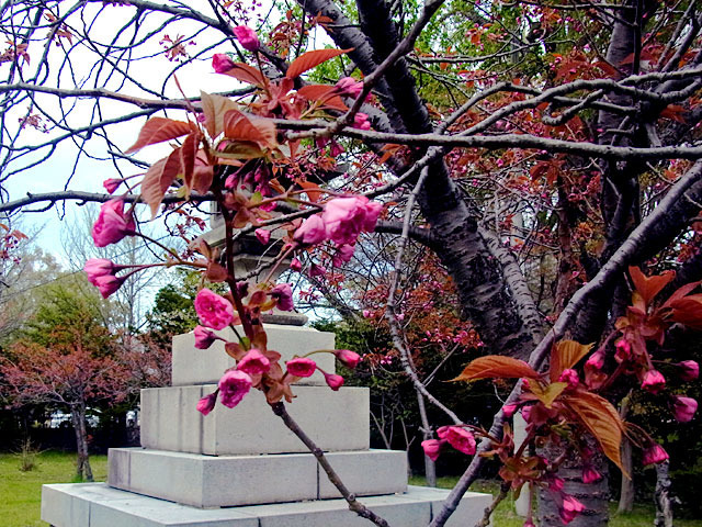 200509sakura1.jpg