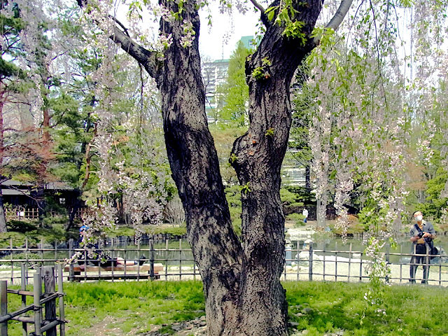 200509sakura4.jpg
