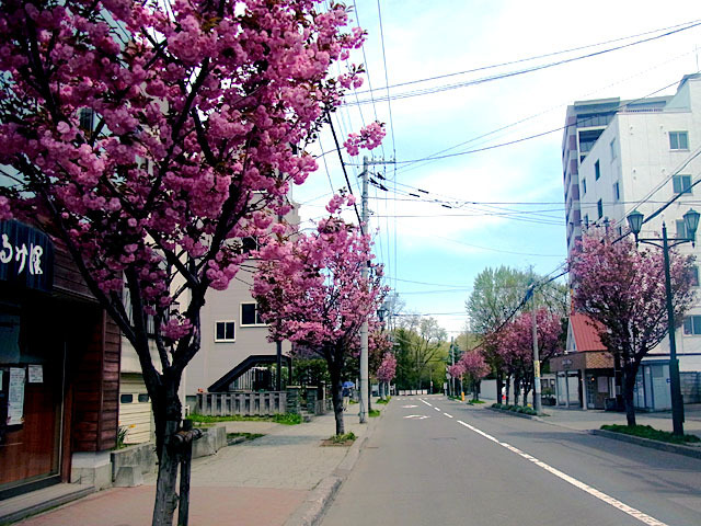 200512sakura1.jpg