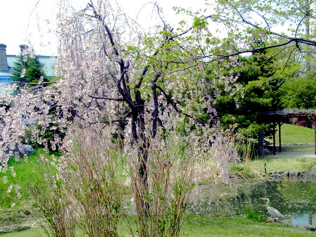 200512sakura4.jpg